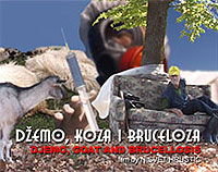 Djemo, goat and brucellosis